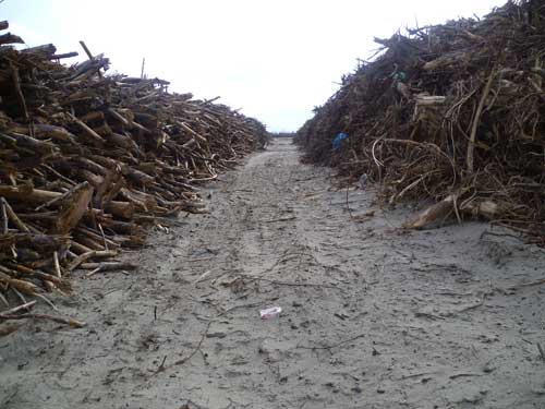Figure 13. Piles of fir tree logs cleared from the coastal forest destroyed in the tsunami. © Hannah Evans